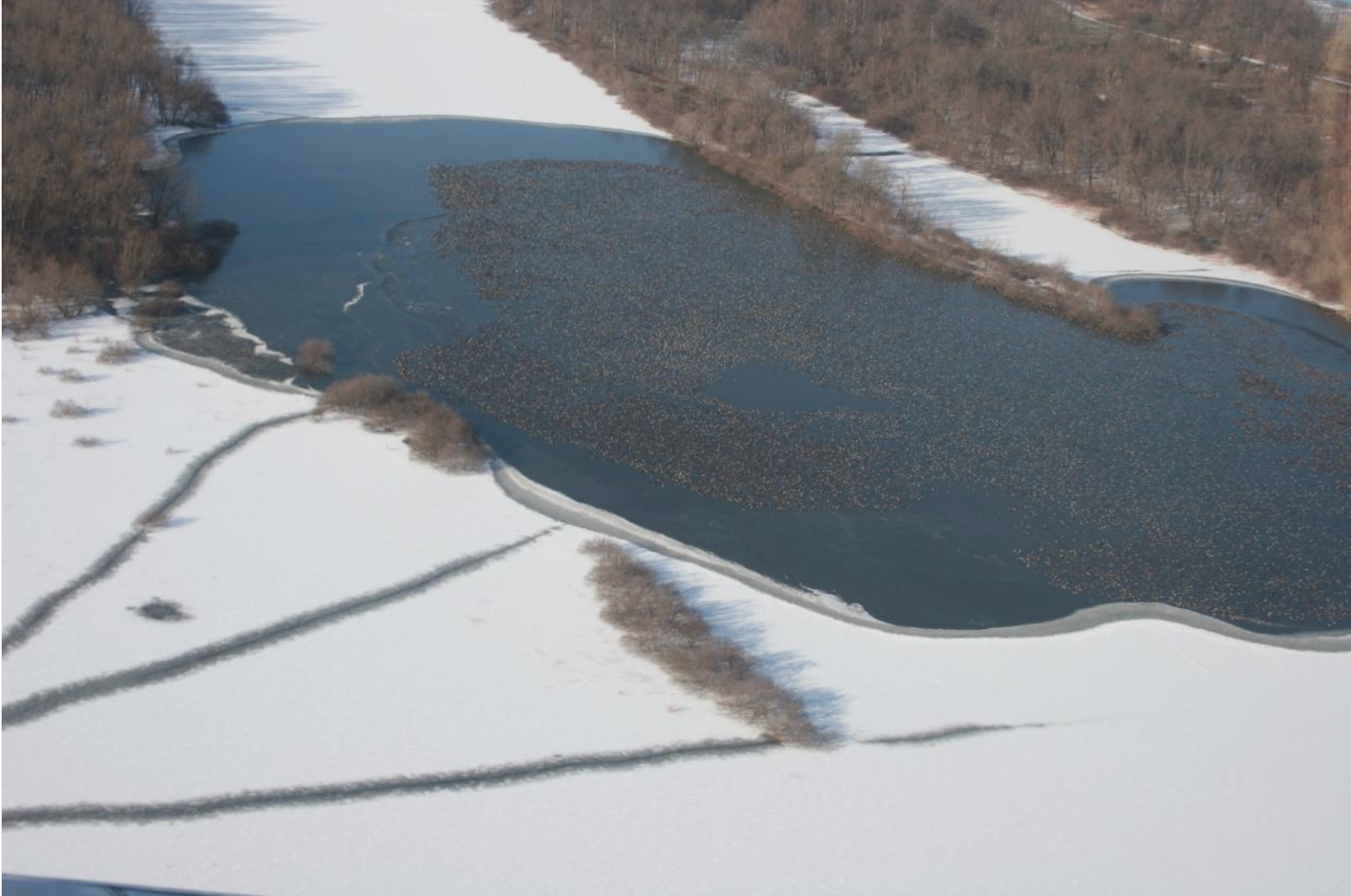 aerial winter scene with ducks on the water