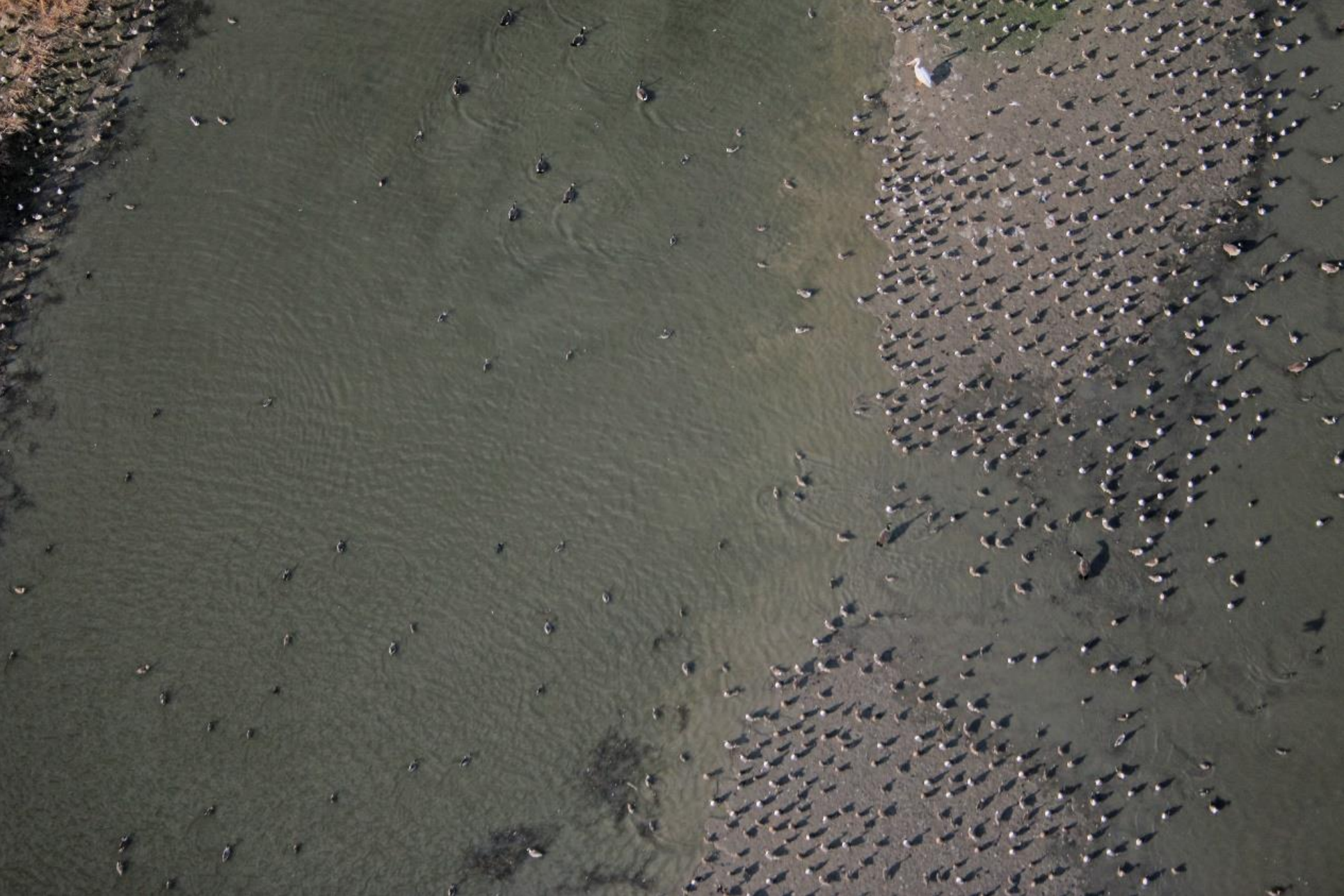 aerial overview of ducks