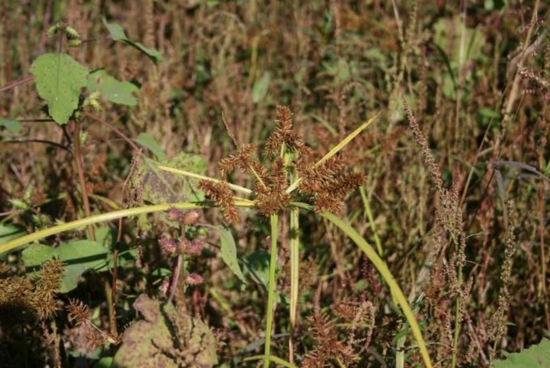 redroot nutgrass