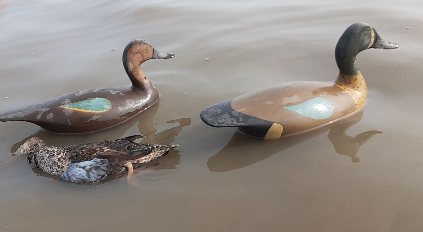 blue winged teal with 2 wooden decoys